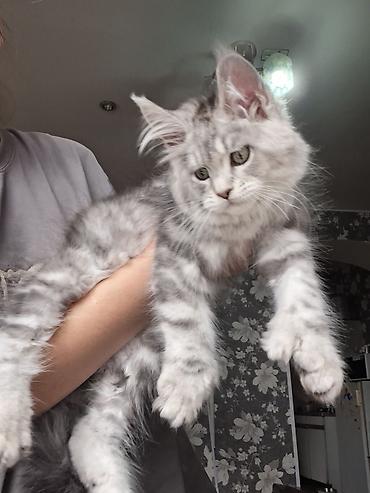 Продажа кошек: Породистый котёнок мейн-кун, окрас серебристый мрамор (silver tabby) — 5