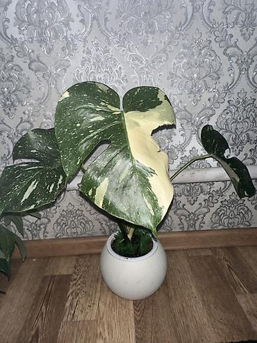 монстера мелколистная: Монстера вариегатная (Monstera deliciosa variegata) в декоративном — 1