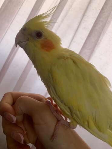 Tutuquşları: Növ: Korella papuqayı (cockatiel), sarı rəng 6 aylıgdır Erkek cinsidir — 13