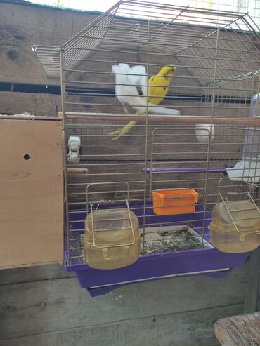 Tutuquşları: Quslar tek tek 12 Azn cutter 30 Azn alti balali cut 50 Azn — 5