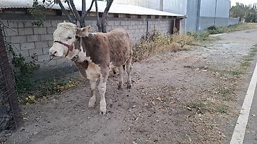 мал алам: Продаю | Бык (самец) — 7