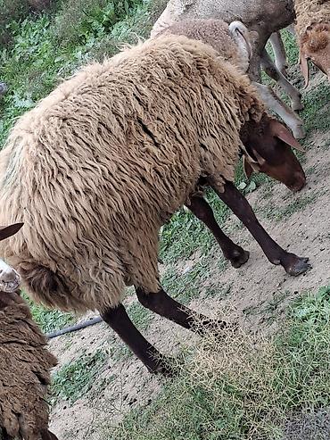 Erkək, Qala, il: 1, Damazlıq, Ətlik