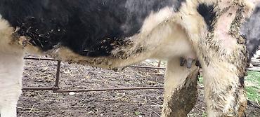 Коровы, быки: Продаю | Тёлка — 10