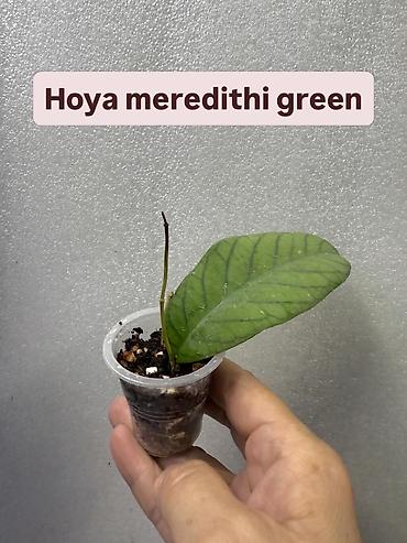 Хойи: Хойя (Hoya) Nui 400 сом( Хойя чикен фарм -300 сом Хойя Сильвер — 17