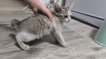 сколько стоит сиамская кошка в сомах: Кошка даром: Беспородная, 3 месяца, Мальчик, Проглистована