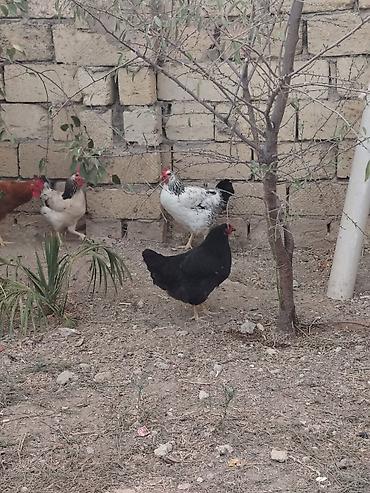 Сельхозптицы: Kənd toyuqları barter olunur başa baş kənd xoruzuynan 5 6 aylıq — 3