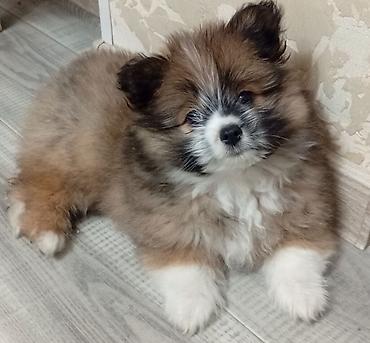 Продажа собак: Щенки-полупомеранцы ищут дом! 🐶❤️ Продаются очаровательные щенки! ❤️🐶 — 3