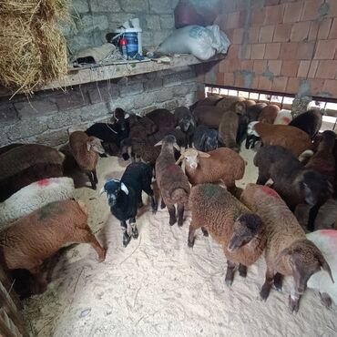 Qoyunlar, qoçlar: Salam aleyküm 215 mantdan 240 manata kimi deyişlir saxlamlqa yararlı — 8