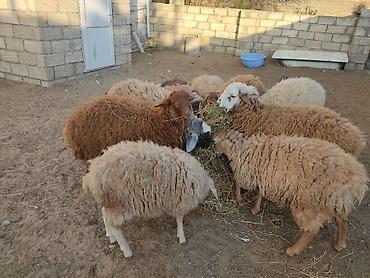 Quzu: Erkey qoyunlar 8 eded hamsi erkeydi — 16