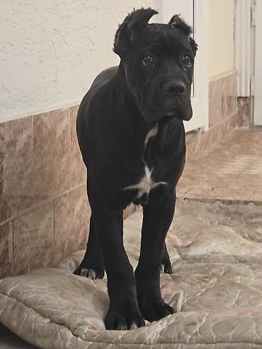 Продажа собак: Кане-корсо, 3 месяца, Самец, С прививкой at lalafo.kg — 1 Продажа собак: Кане-корсо, 3 месяца, Самец, С прививкой — 1