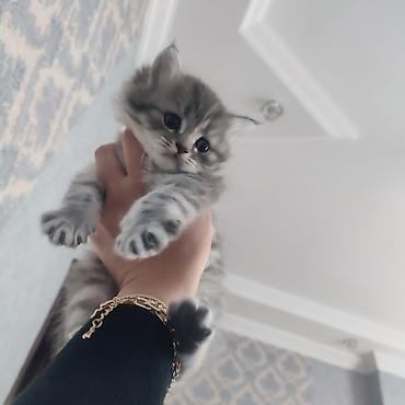 Pişiklər: Britan — 6