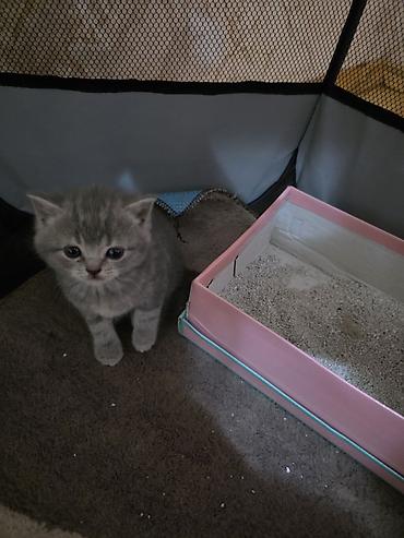 Pişiklər: Britan — 8