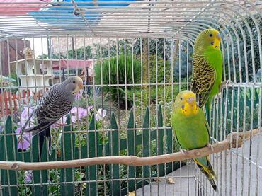птицы и голуби: Продам волнистых попугайчиков домашние адаптированные не