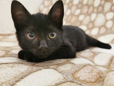 вязка коты: Токмок отдаю в хорошие руки котенка девочку черного окраса ей 3