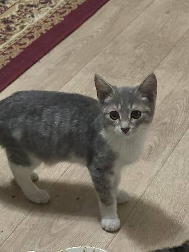 коён ош: Котята-домашние любимцы. Отдам в хорошие руки - Описание: несколько — 2
