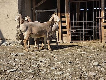 Баран, овца: Продаю | Ягненок, Баран (самец) | Арашан — 9