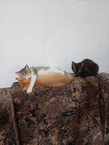 тигил: Котята от домашней кошки - Помёт из трёх котят: рыжий полосатый — 1