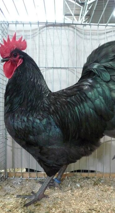 qus xana: Şəkil diqət üçndür. DİQƏTLƏ OXUKİ GİC GİC SUALAR VERMƏ. Avstrolop