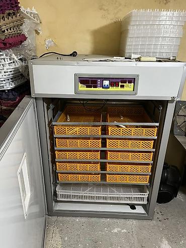 Biznes üçün avadanlıq: 1100 yumurta, Çin, Tam avtomat — 2
