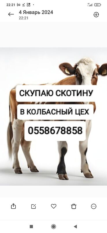 коты продажа: Куплю | Коровы, быки, Лошади, кони | Круглосуточно, Любое состояние, Забитый