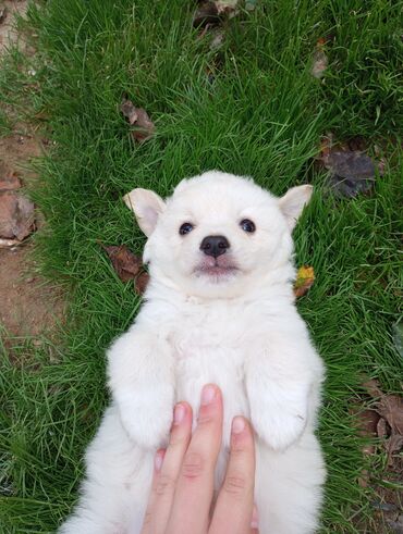 котенок в добрые руки: 1 месяц, Самка, Самовывоз