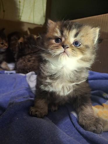 Pişiklər: Britan — 22