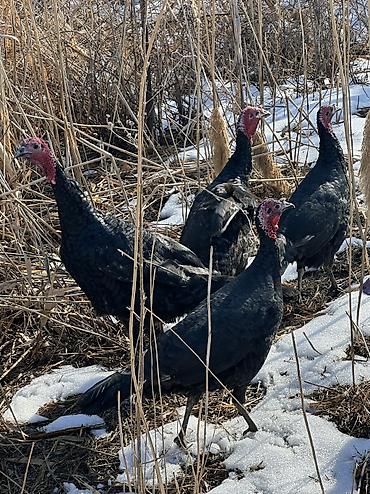 Птицы: Черный принц 37 голов — 6