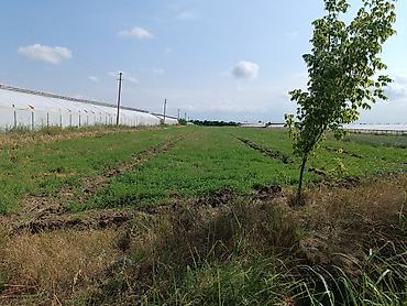 gencede torpaq alqi satqi: 136 sot, Kənd təsərrüfatı, Mülkiyyətçi, Kupça (Çıxarış) — 1