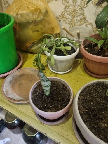 комнатное растение: Продаю сансевиерию детка находимся ибраимова боконбаева
