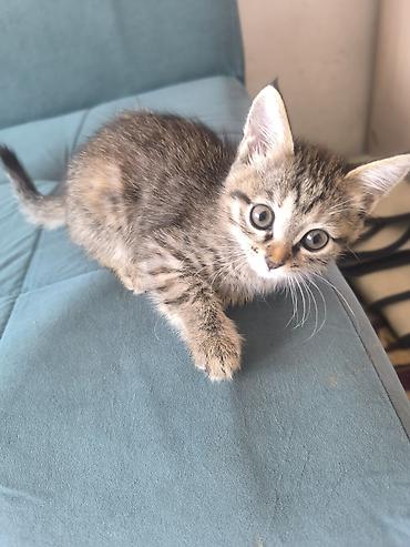 рыжий: Котята в добрые руки .Доставка до дома 😊 Милые домашние котята: один — 1