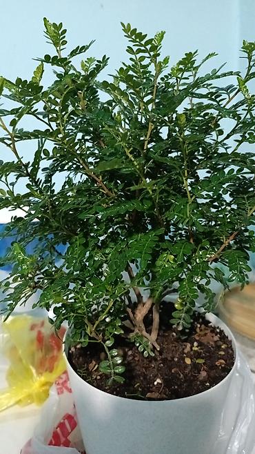 Бонсай: Комнатное растение: Зантоксилум - Компактный куст в белом — 3