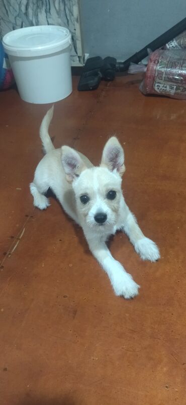 it sekilleri: Çixuahua, 5 ay, Dişi, Ödənişli çatdırılma