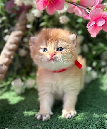 Pişiklər: Britan — 8