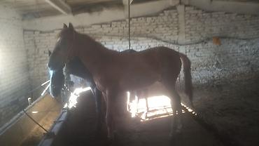 m horse: Продаю | Жеребенок | Рабочий — 1