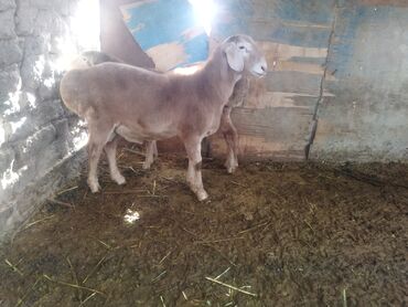 Баран, овца: Продаю | Баран (самец) | Для разведения | Осеменитель — 10