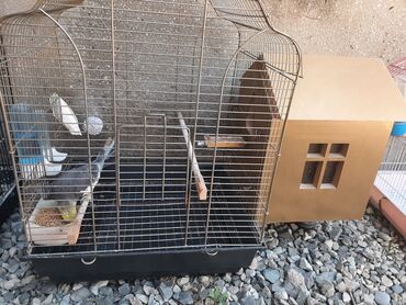 geref quşu: 9cur mahnı oxuyur.Real alıcıya endirim var