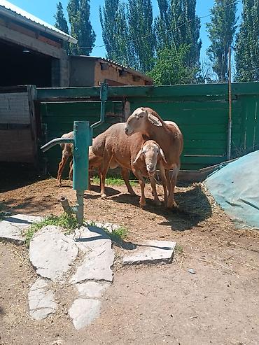 собака як: Продаю | Овца (самка) | На забой — 5