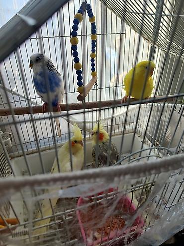qəfəs quş: - Qəfəsdə bir neçə dekorativ quş: 2 zebra nimfa (cockatiel) sarı — 1