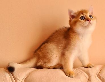 Pişiklər: Şinşilla — 9