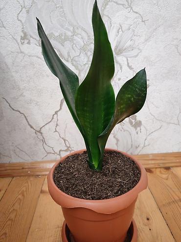 Otaq bitkiləri: Sansevieria gülü - Növ: Sansevieria trifasciata (Qaynanadili) - — 3