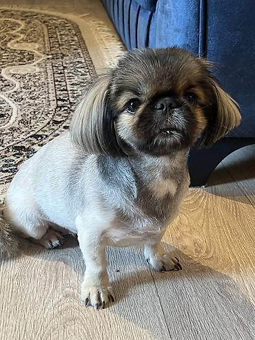 it bazari 2018: Pekines, 2 il, Dişi, Cütləşmə üçün — 4