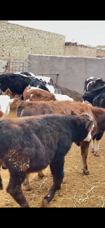 Dana, buzov: Satışda – müxtəlif rənglərdə və yaşlarda dana qrupı. Xüsusiyyətlər: - — 18