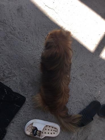 itler pulsuz: It problemsız tamamıle peyvendılı erkeydır real alıcıya cuzı endırım — 3