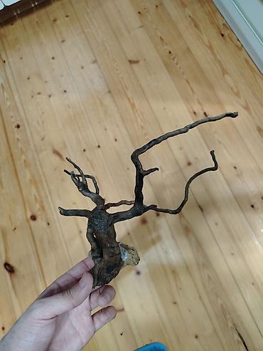 yosun satışı: Akvaryum dekoru üçün təbii quru kök/qatı budaqlı driftwood. - Kompakt — 1