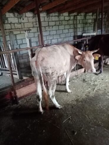 Qoyunlar, qoçlar: Məhsul: Qoyun və inək təsərrüfatı heyvanları - Şəkillərdə fərqli rəng — 4