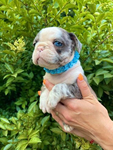 stene labradora od 2 meseca: Odgajivacnica pasa "Happy Puppies" ima u ponudi francuski buldog