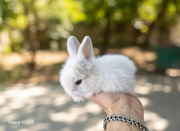 Dovşanlar: Ağ, tüklü karlik dovşan - Cinsi: karlik dovşan/ ev dovşanı - Rəng — 1