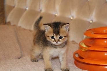 Pişiklər: Qızıl şinşilla, Erkək, Dişi — 1