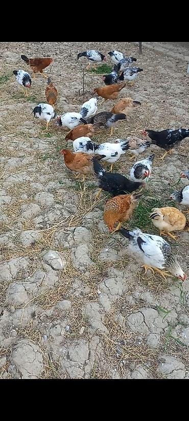 qarğa balası satılır: Toyuq, Damazlıq, Ünvandan götürmə — 3