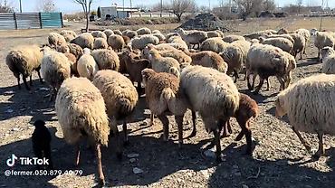 qoyun mal: Dişi, il: 1, Damazlıq, Pulsuz çatdırılma — 8